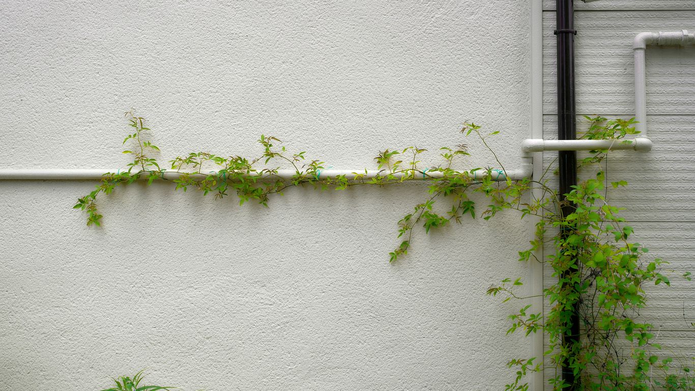 A white building with vines growing on the side of it