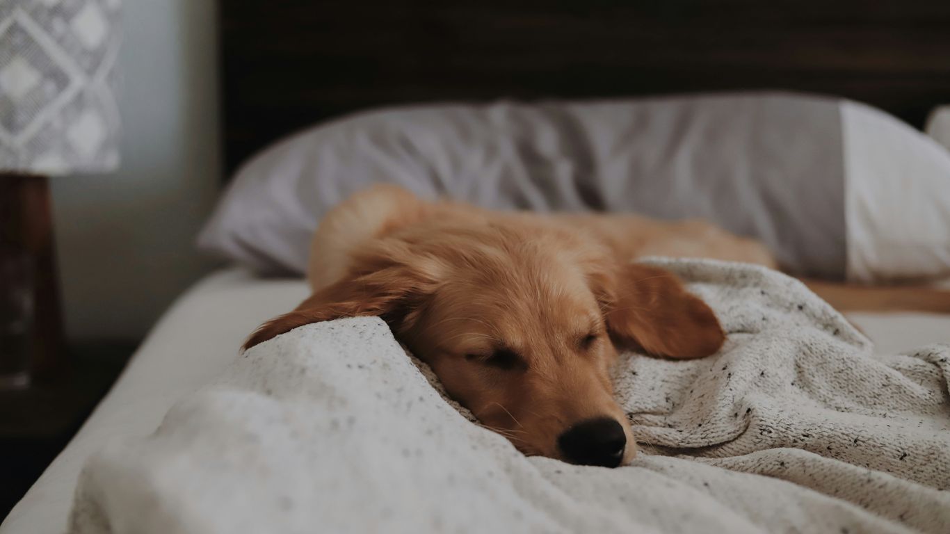 long-coated brown dog lying on bed