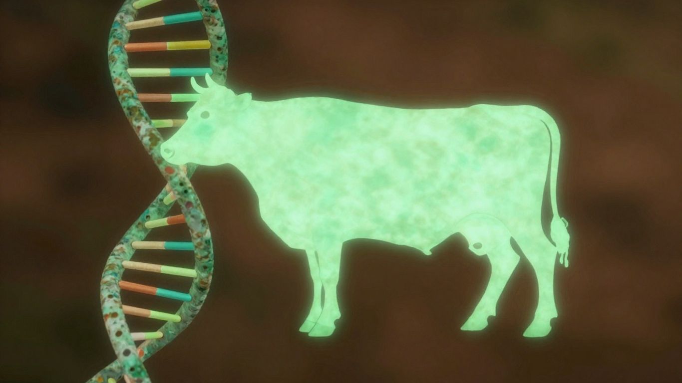 DNA helix and cow silhouette for cattle parentage testing.