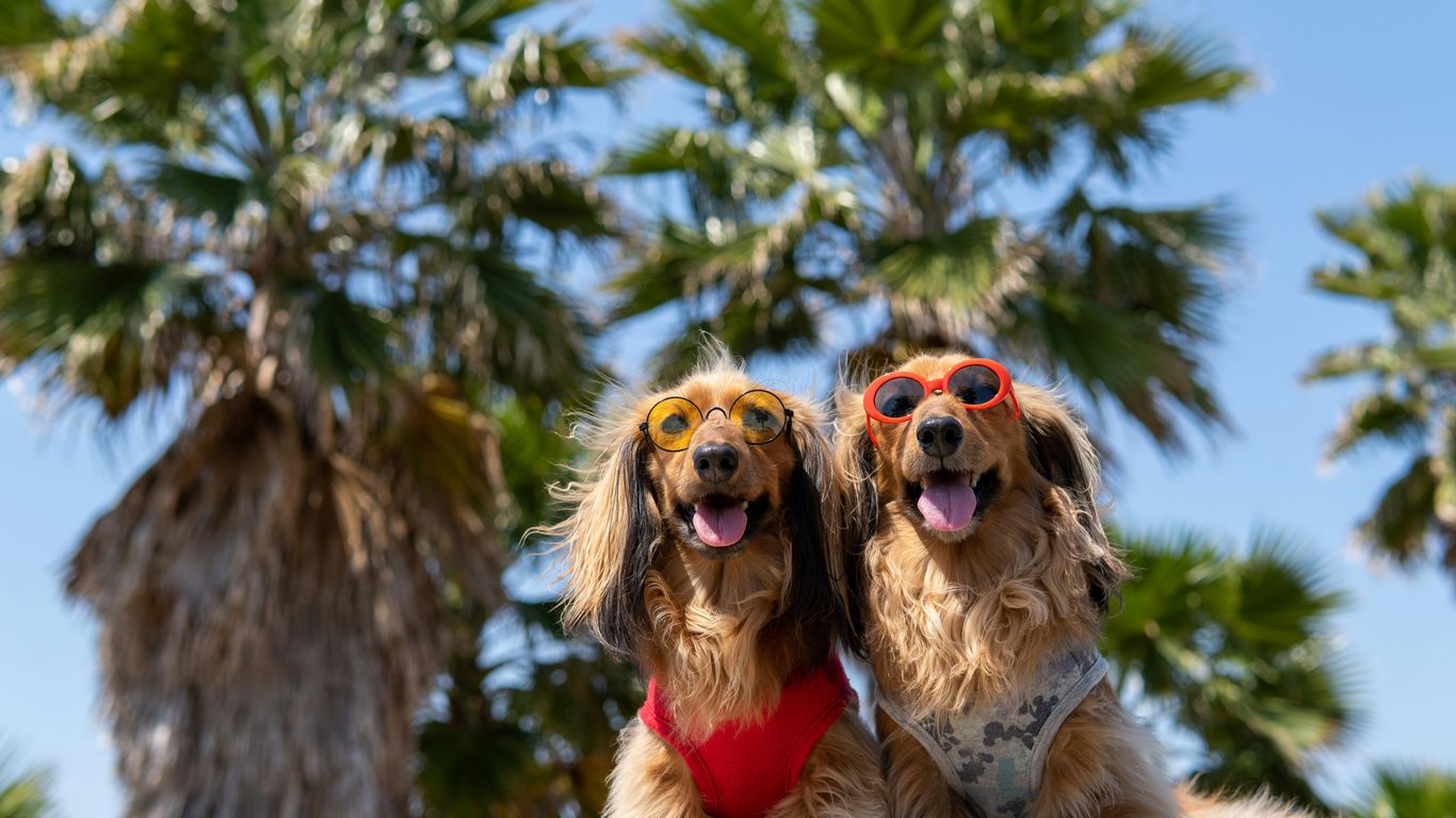 brown and white long coated dog wearing sunglasses