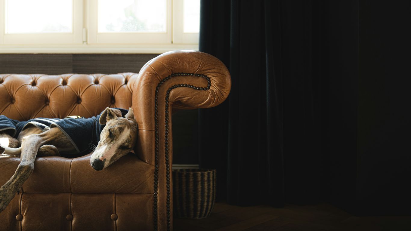 a dog laying on top of a couch next to a window