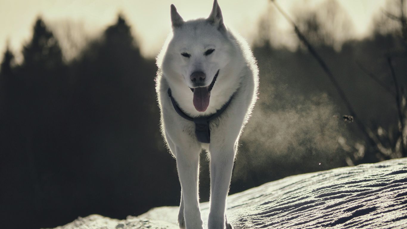 a white dog walking across a snow covered field