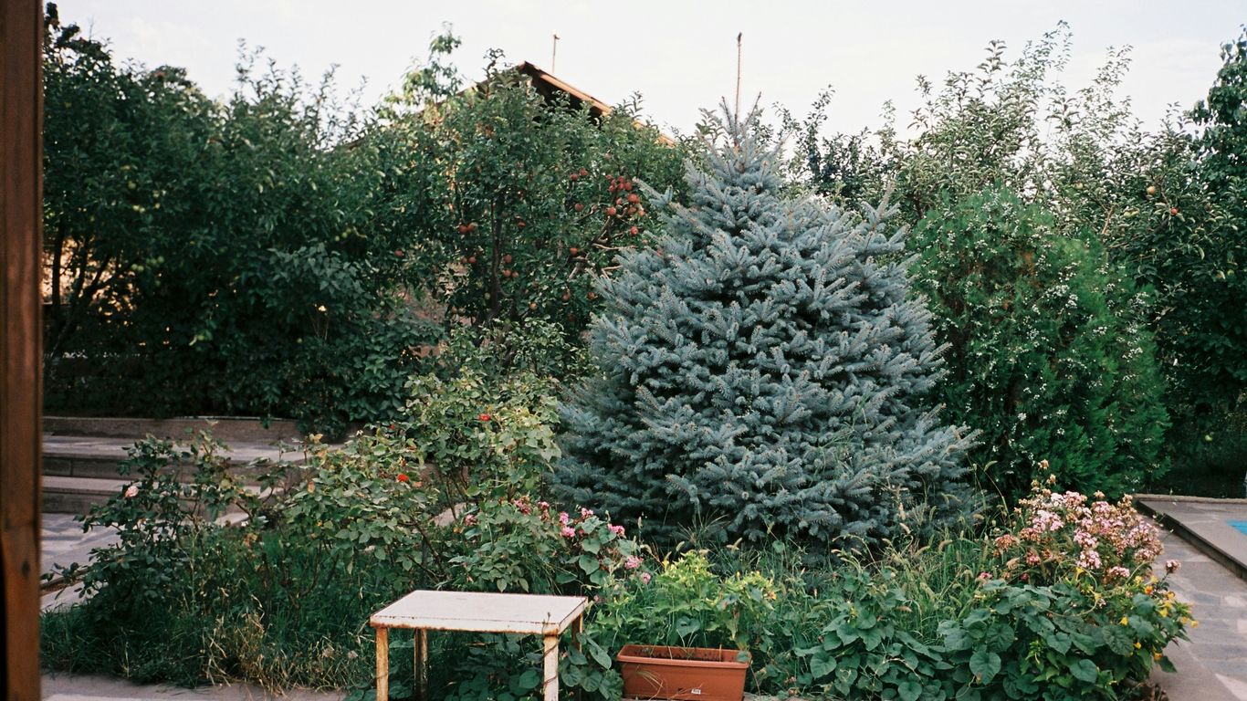 a garden area with a bench, potted plants, and trees