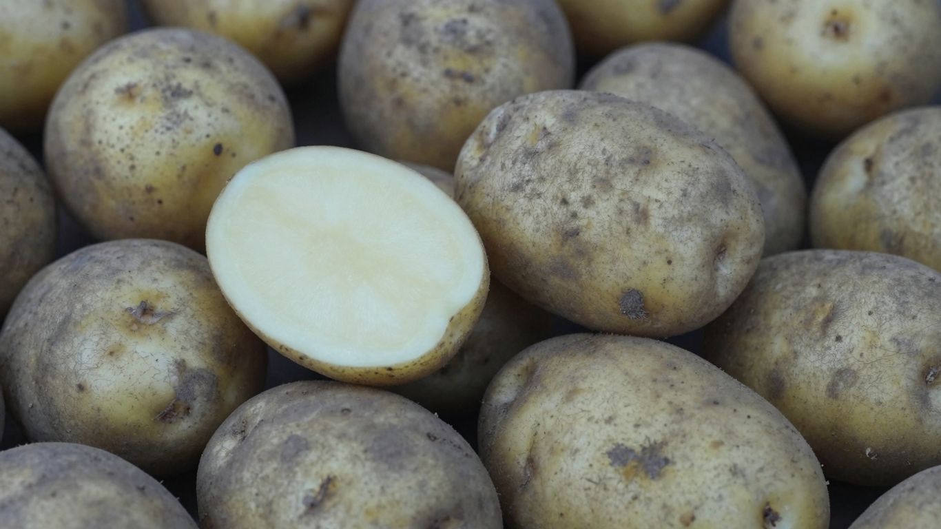 Biologische aardappelen op een hoop