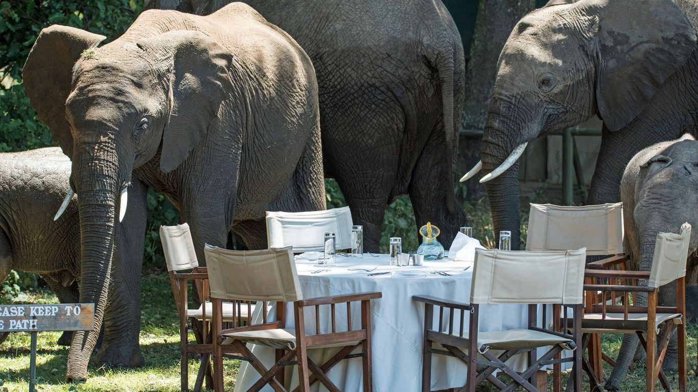 elephants beside tables and chairs at daytime