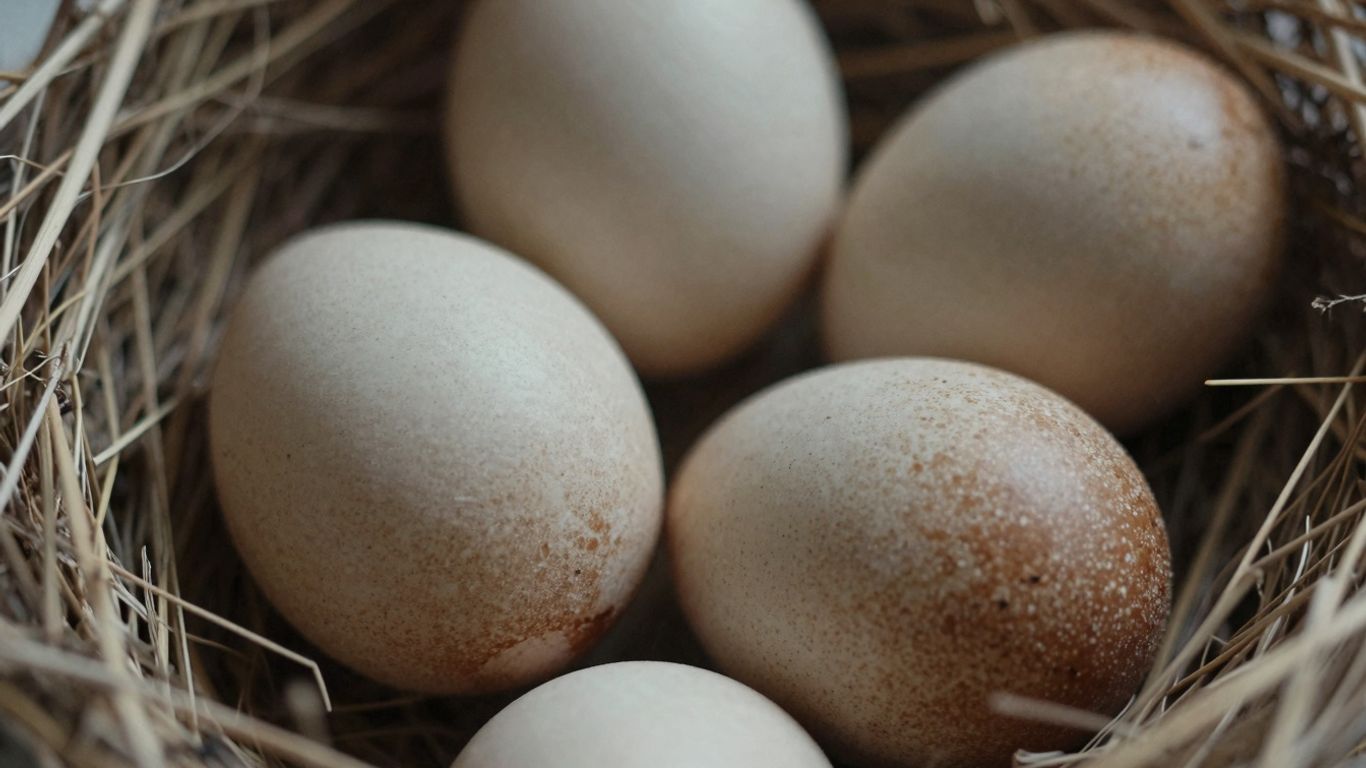Fertile African Grey parrot eggs in nesting material.