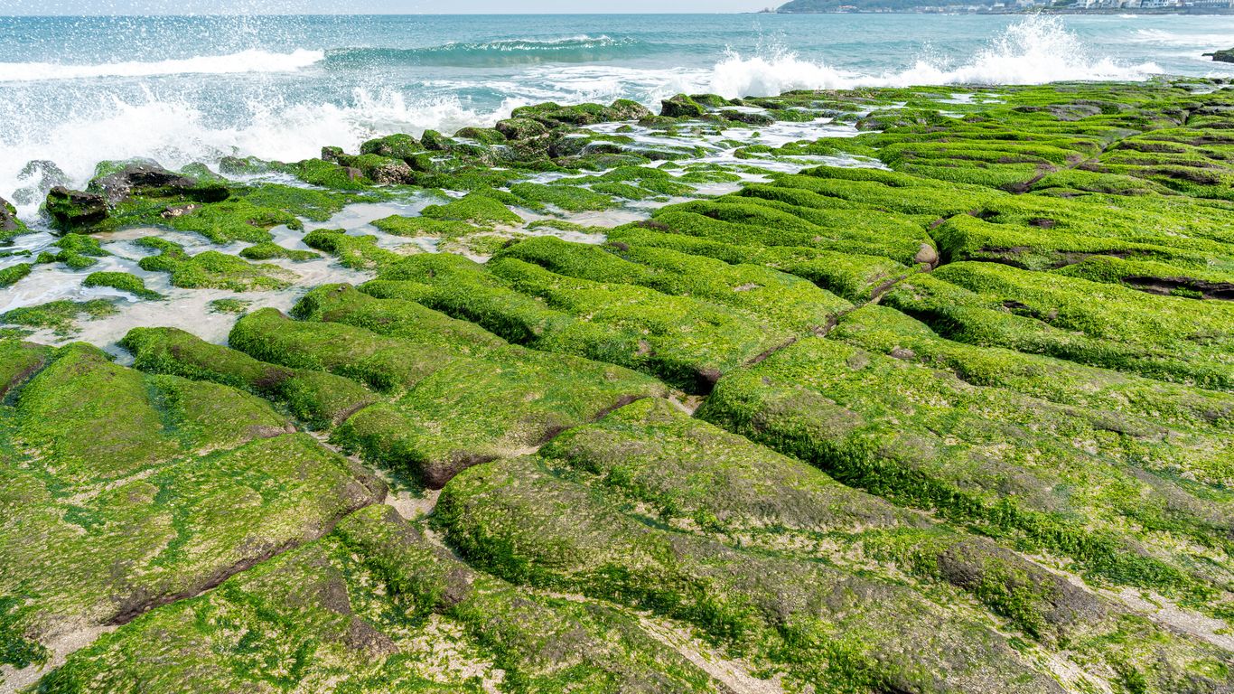 green moss on rocky shore during daytime