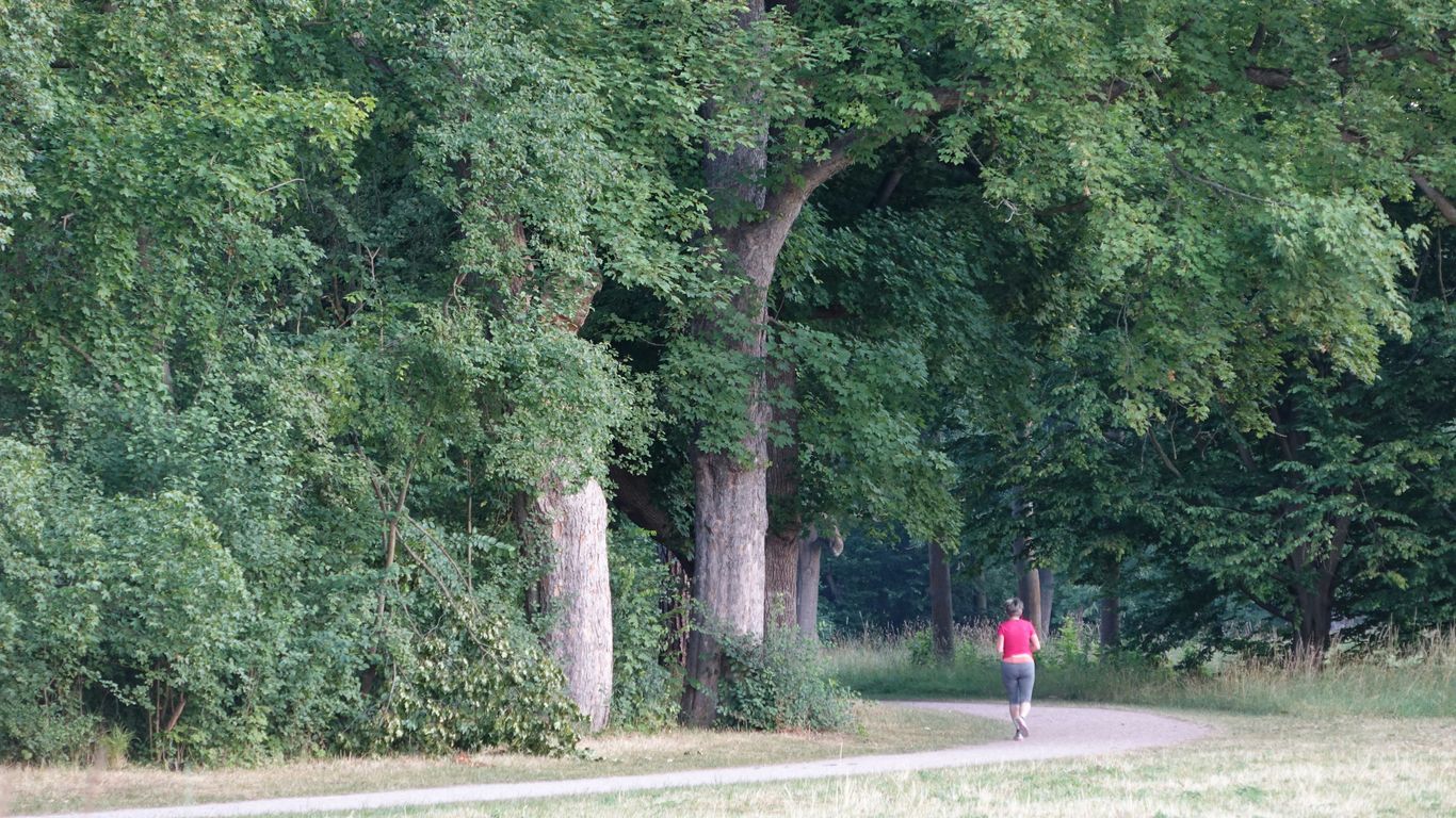 a person walking on a path in a park
