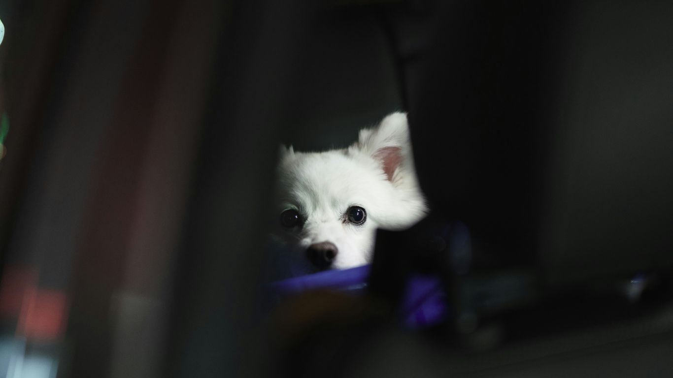 white pomeranian puppy on black textile