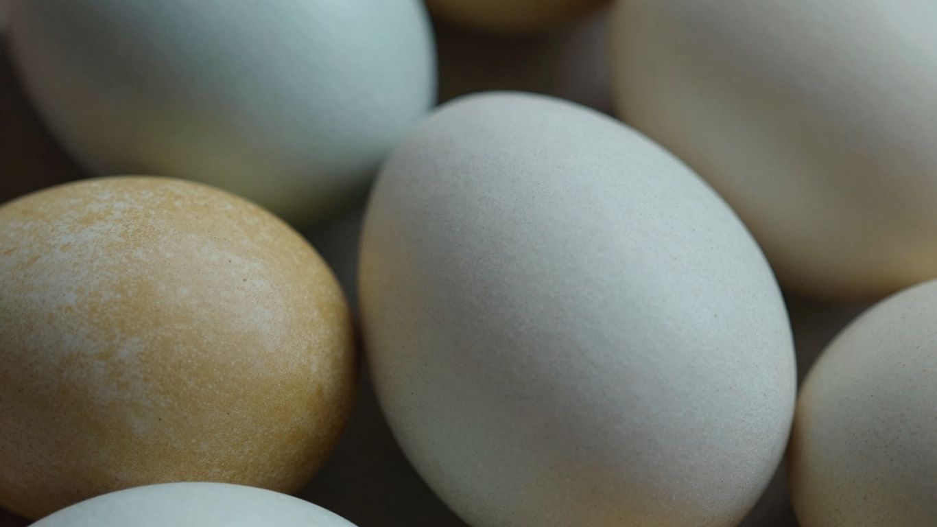 Fertile blue and gold macaw eggs for sale