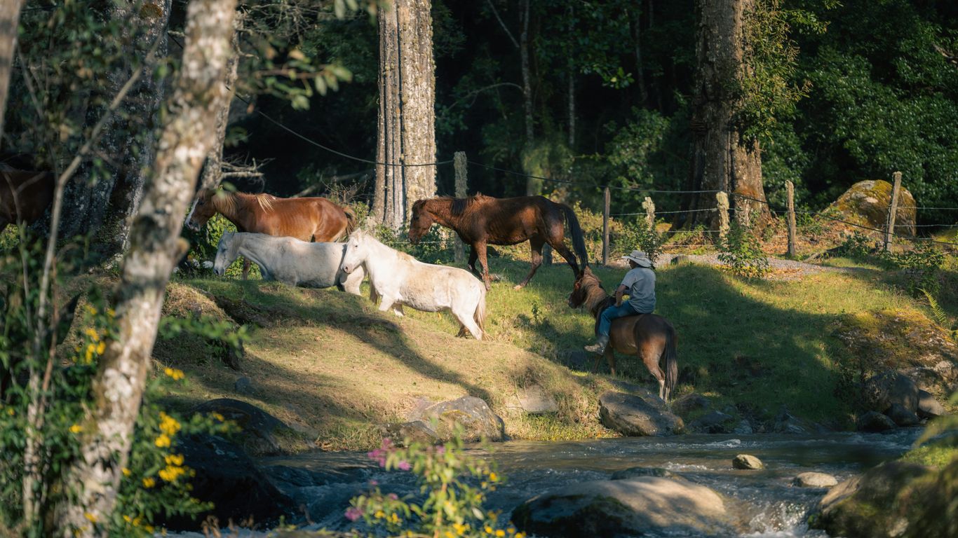 Person riding horse near other horses by stream.