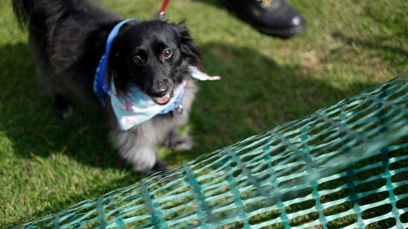 a black dog wearing a bandana on a leash