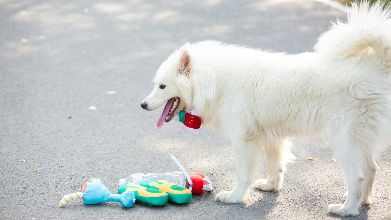 A white dog stands next to a toy.