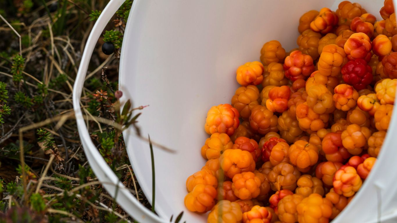 bunch of orange fruits on pail