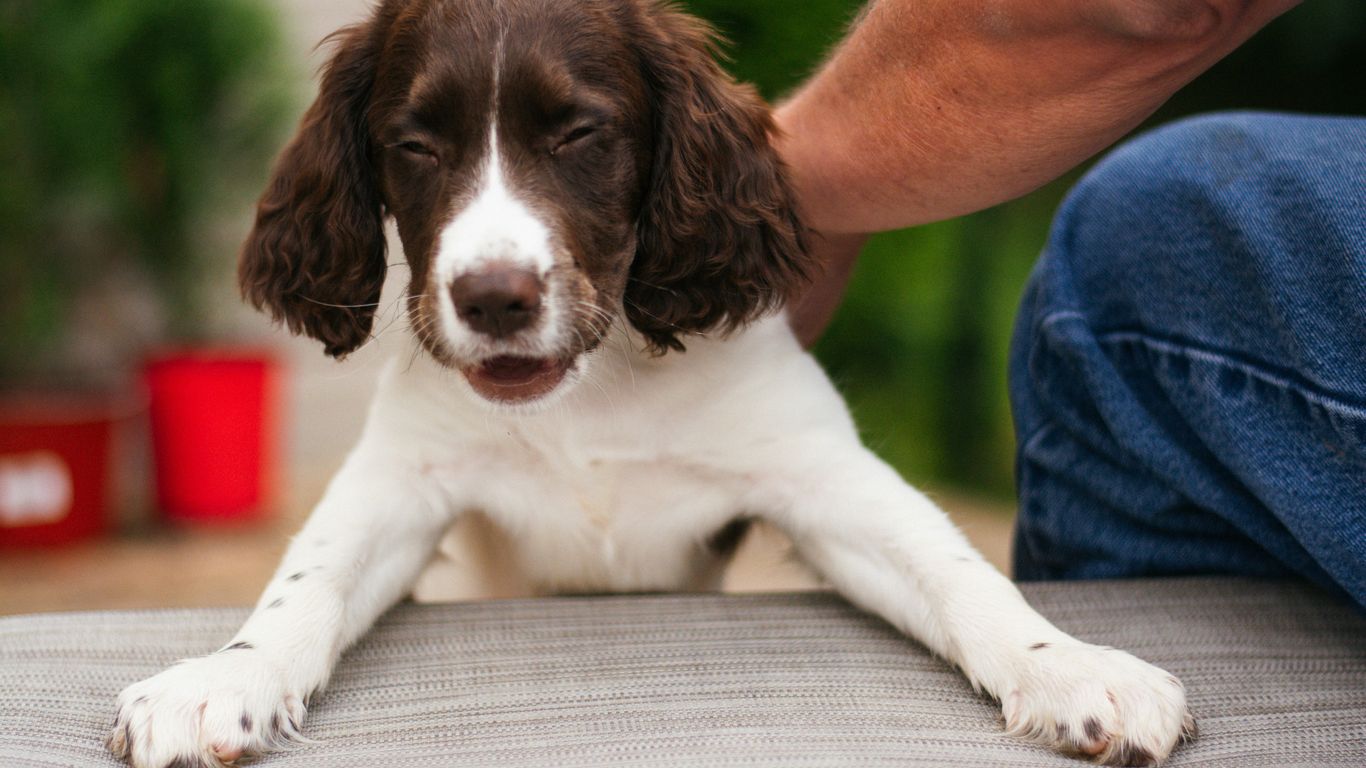A brown and white dog laying on top of a bed