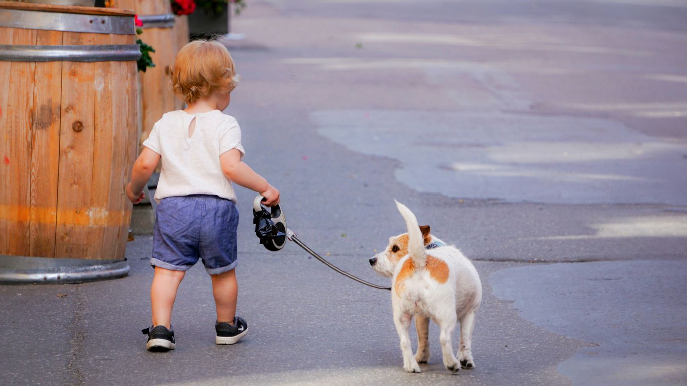 girl in blue t-shirt and blue denim shorts holding leash of white and brown jack