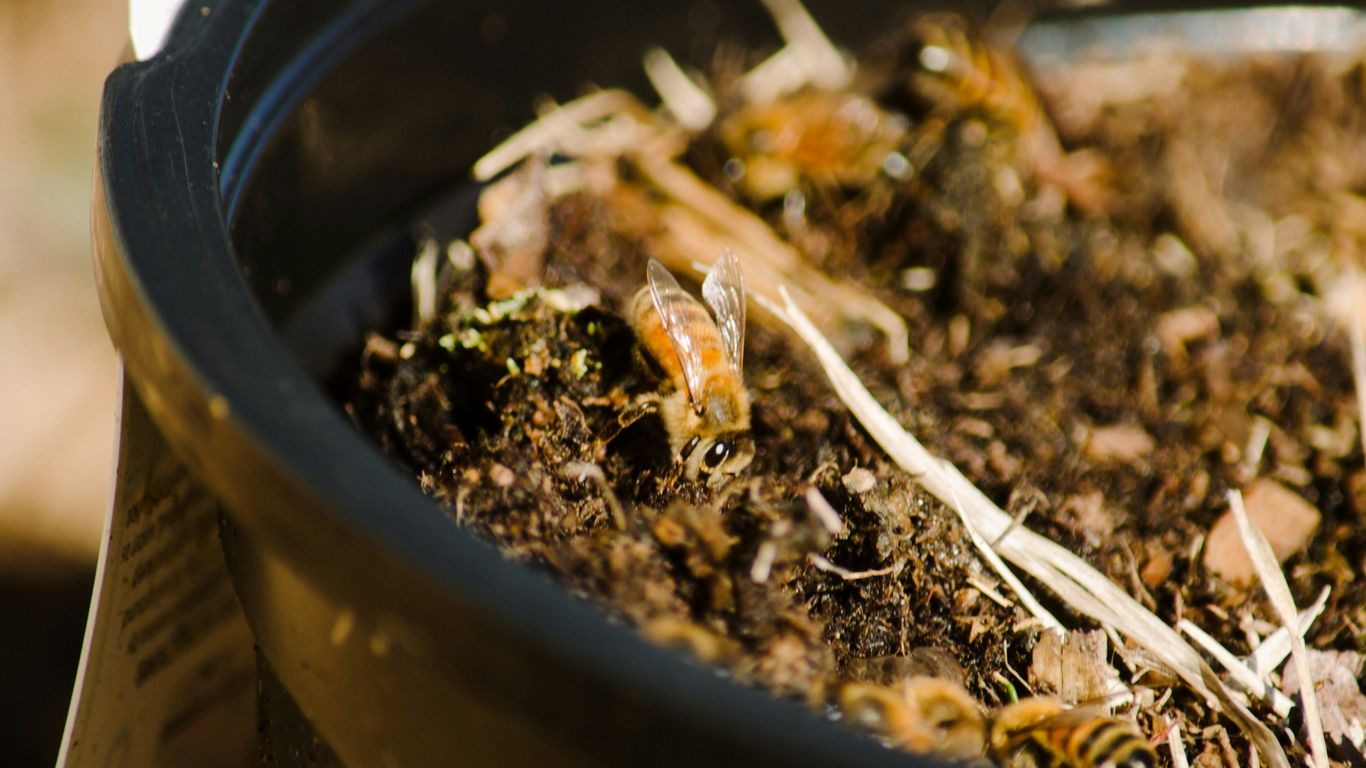 a close up of a potted plant with dirt