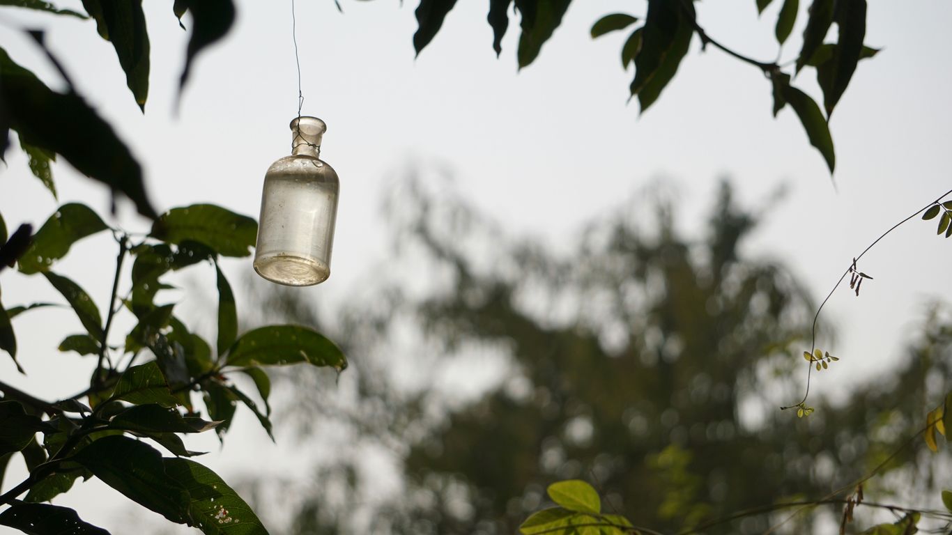 Hanging glass bottle among green leaves, symbolizing eco-friendly mosquito control methods discussed in yard treatment tips.