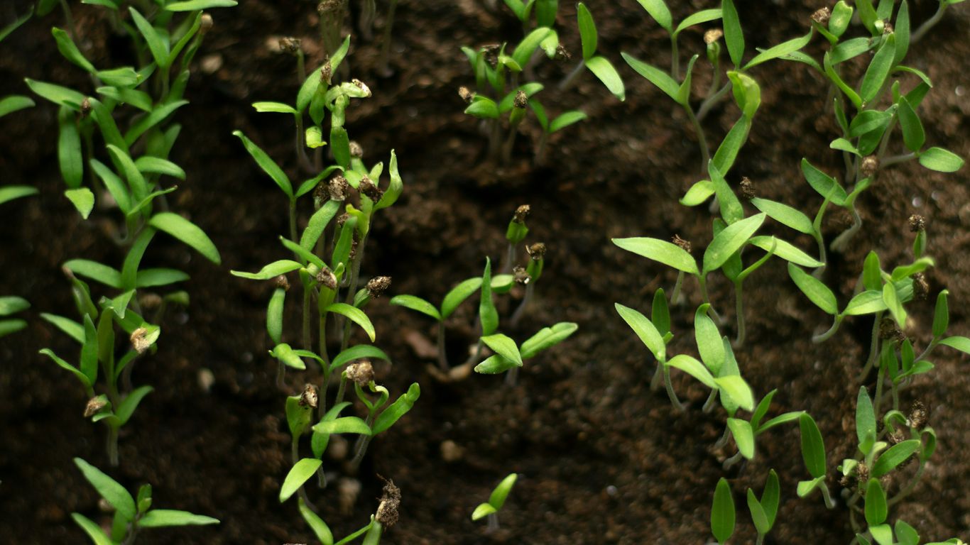 green plant on brown soil