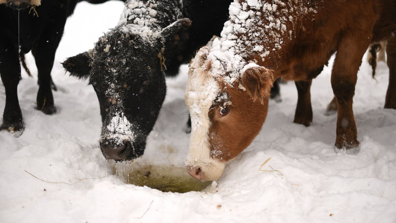 a couple of cows are standing in the snow