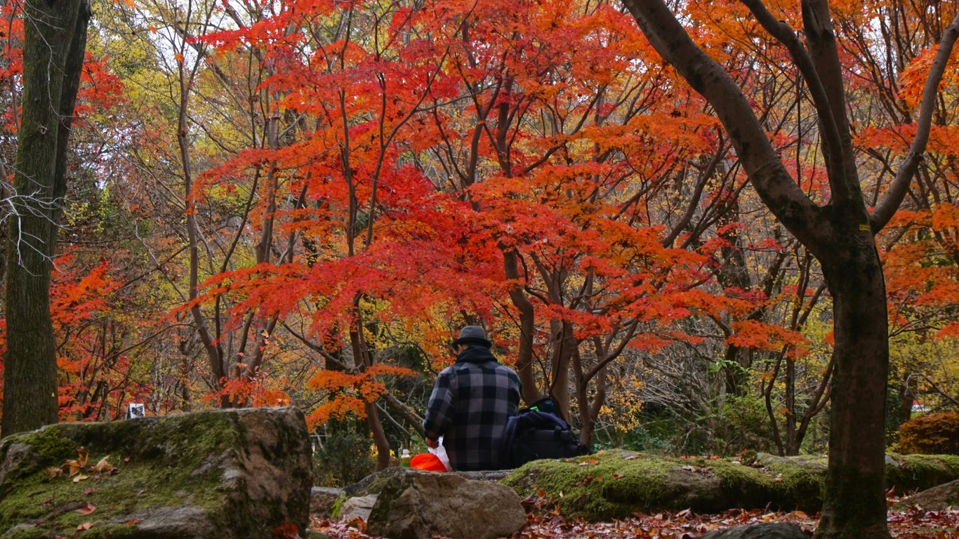 A man sitting on a rock in the woods