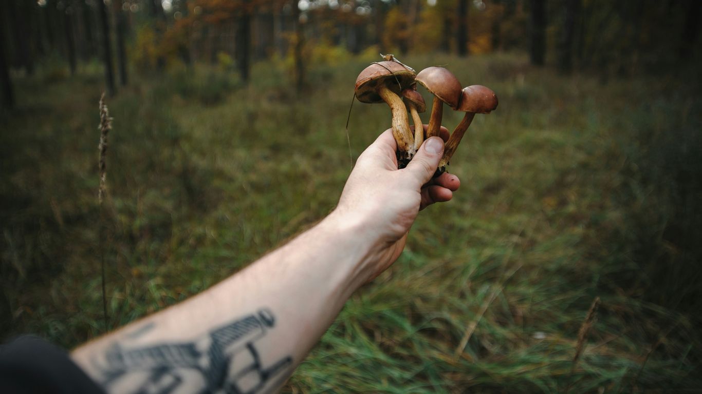 person holding brown mushroom during daytime