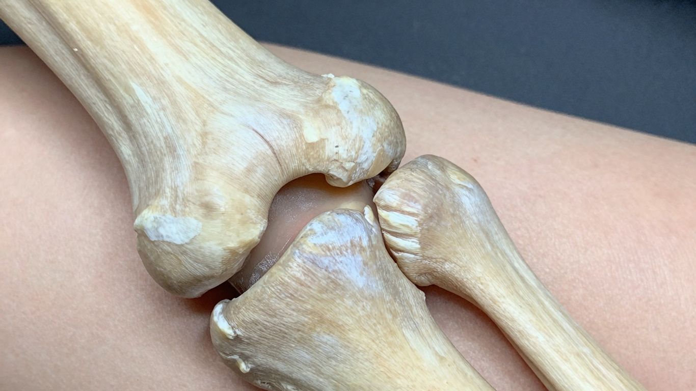 Healthy human knee not suffering from Degenerative Joint Disease.