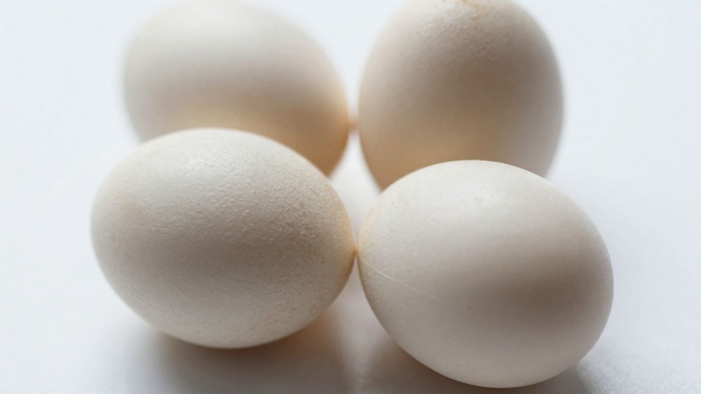 African Grey parrot eggs in a nest