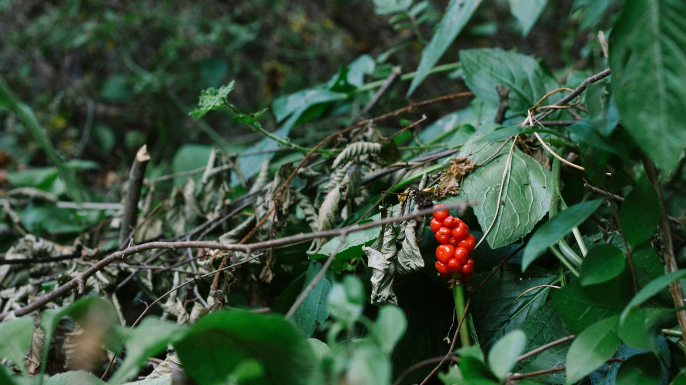 a bunch of berries that are on a bush