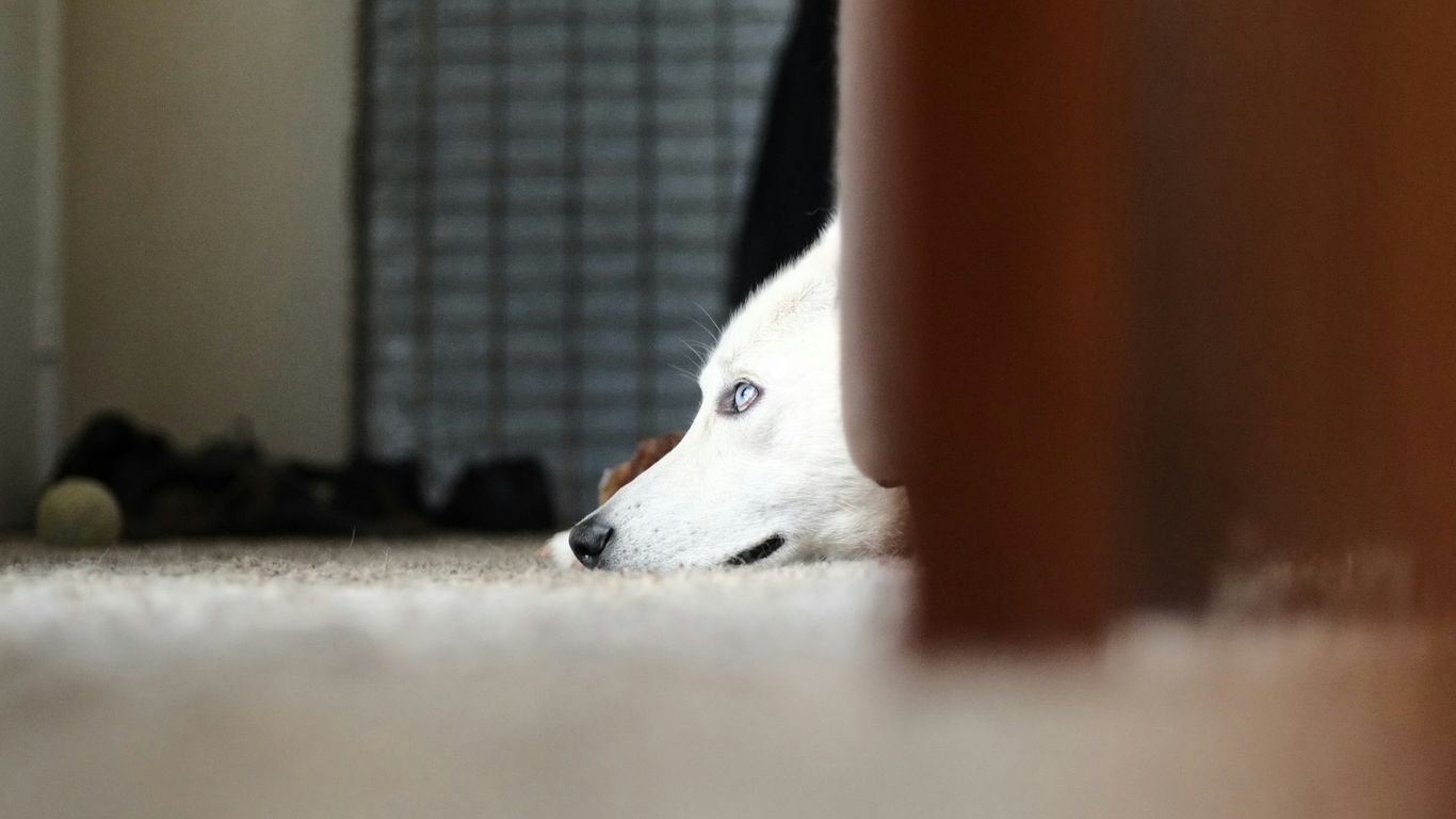 a white dog laying on the floor next to a door