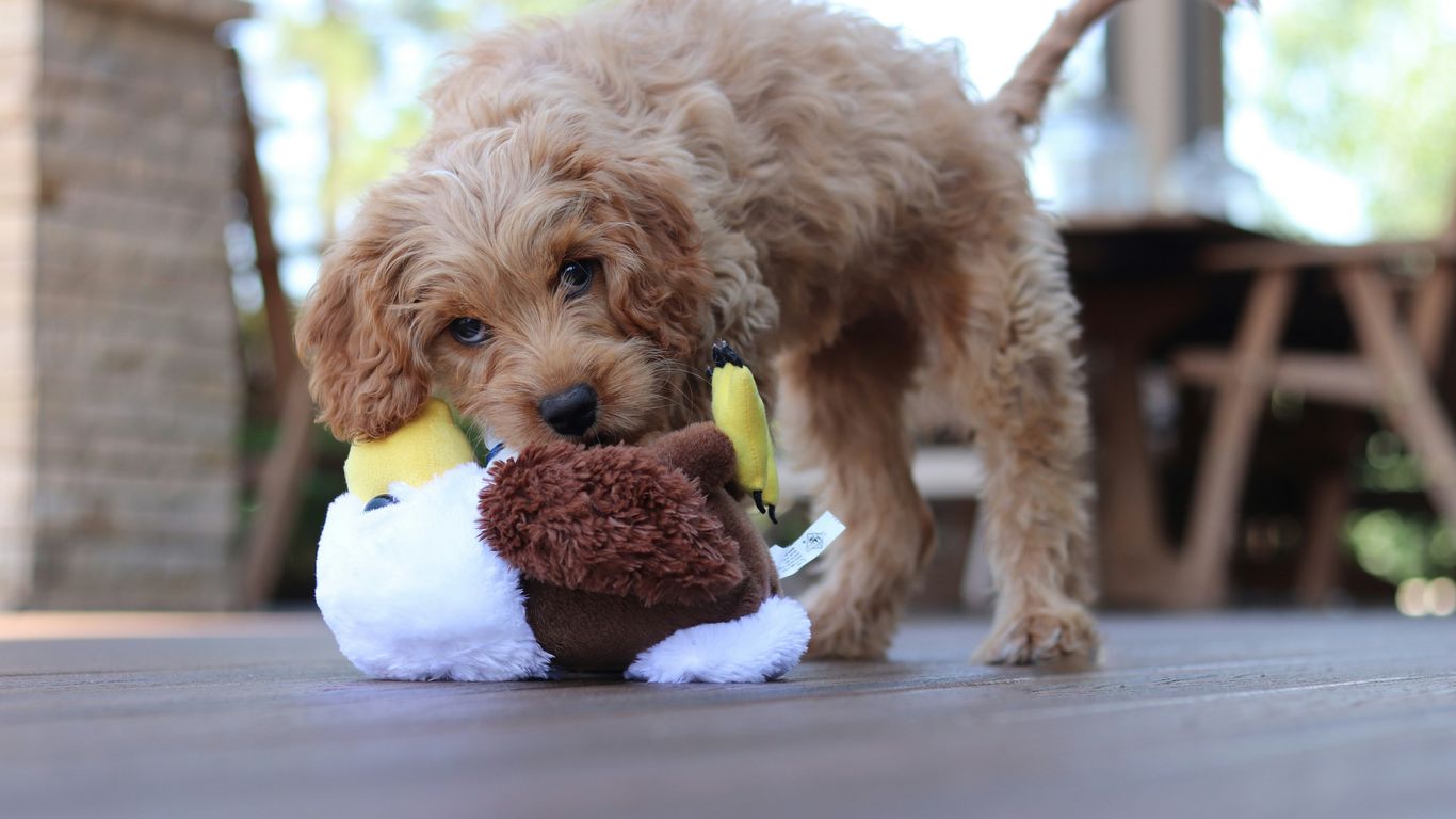 brown long coated small dog on white textile