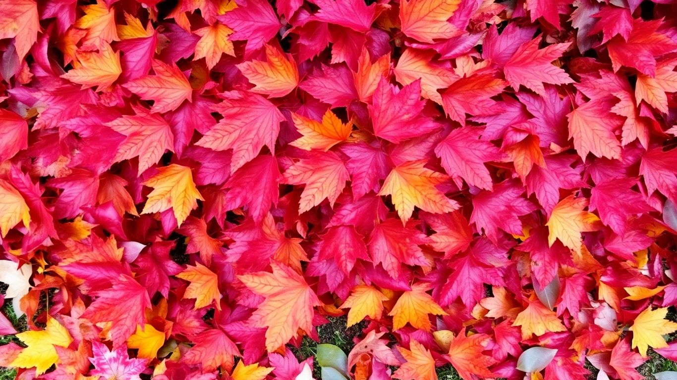 Bunte Herbstblätter im Garten