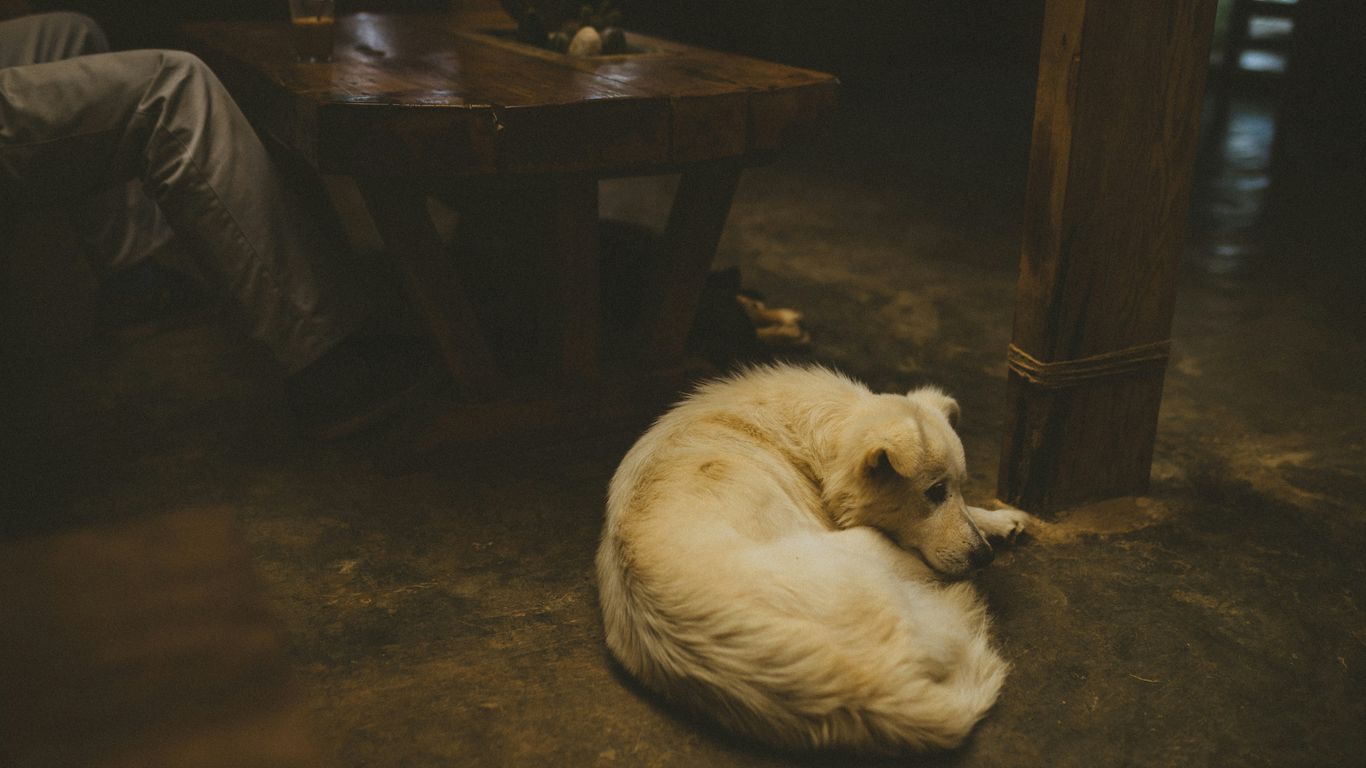 white long coated dog lying on brown pet bed