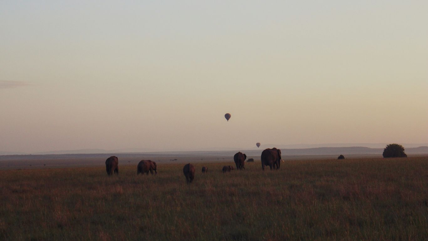 a herd of elephants grazing on a lush green field