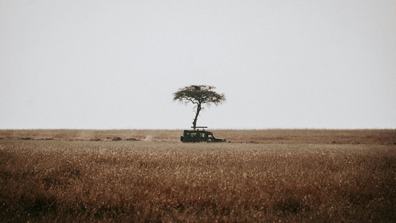 A lone tree in the middle of a field