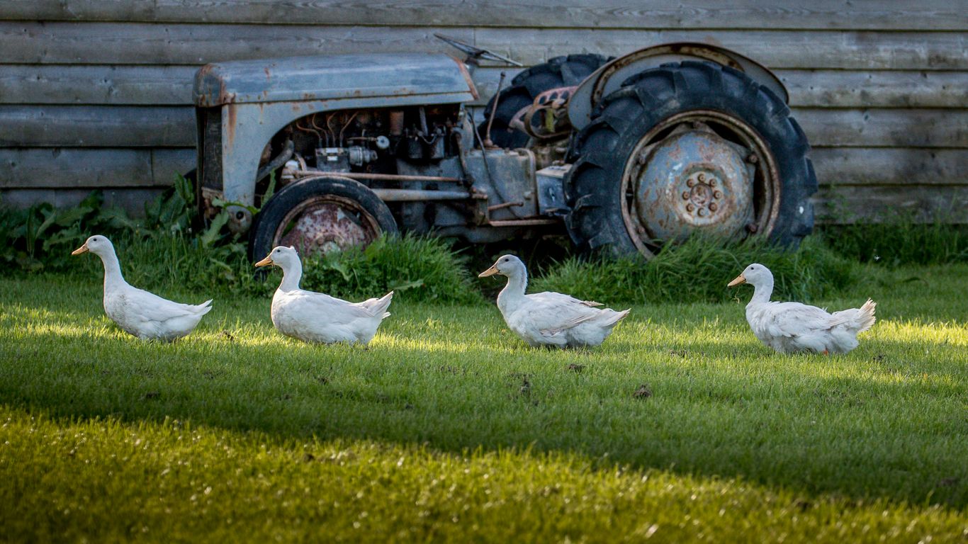 white duck on green grass field during daytime