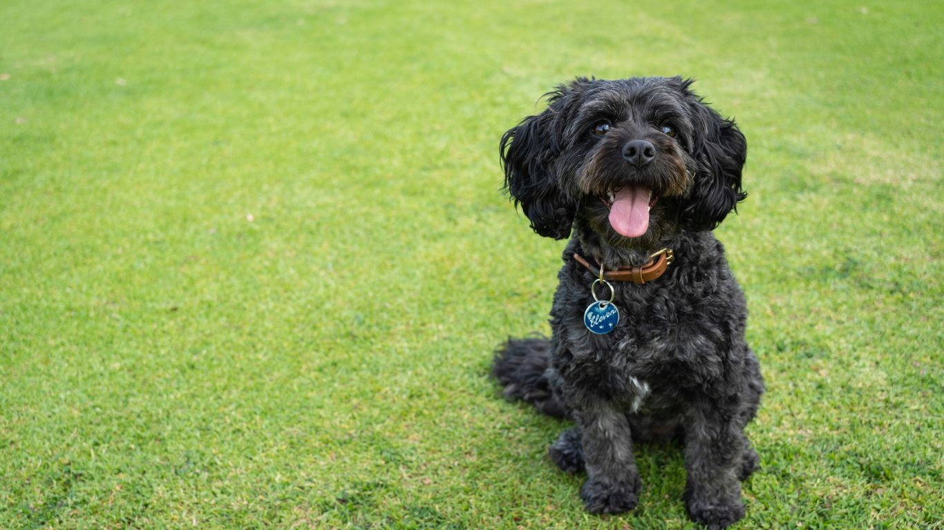 a black dog sitting on top of a lush green field