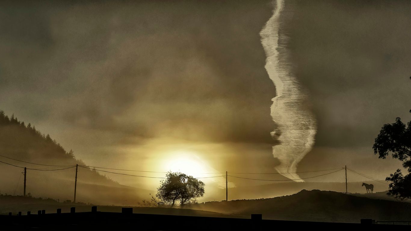 silhouette of tree in middle of field at dusk
