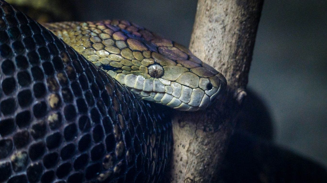 a close up of a snake on a tree branch