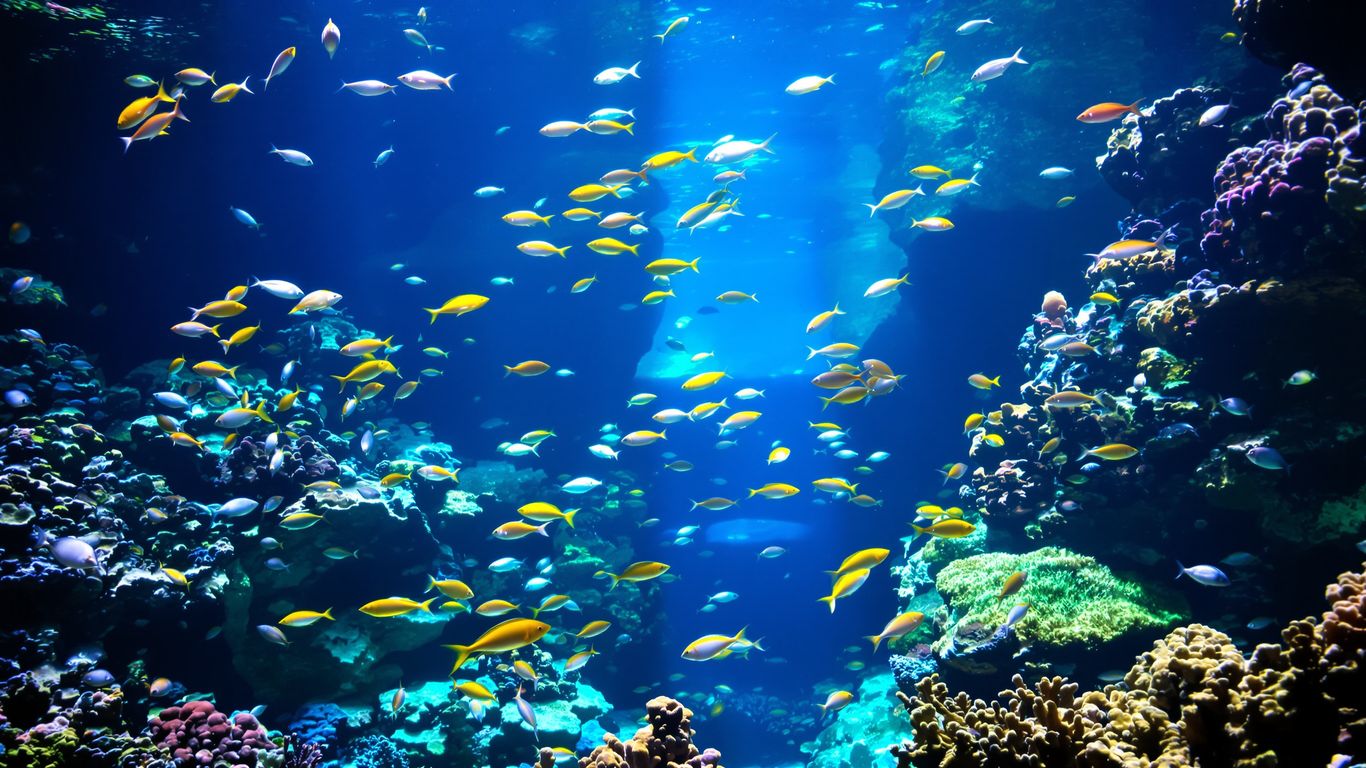 Colorful fish swimming in a clear aquarium tank.