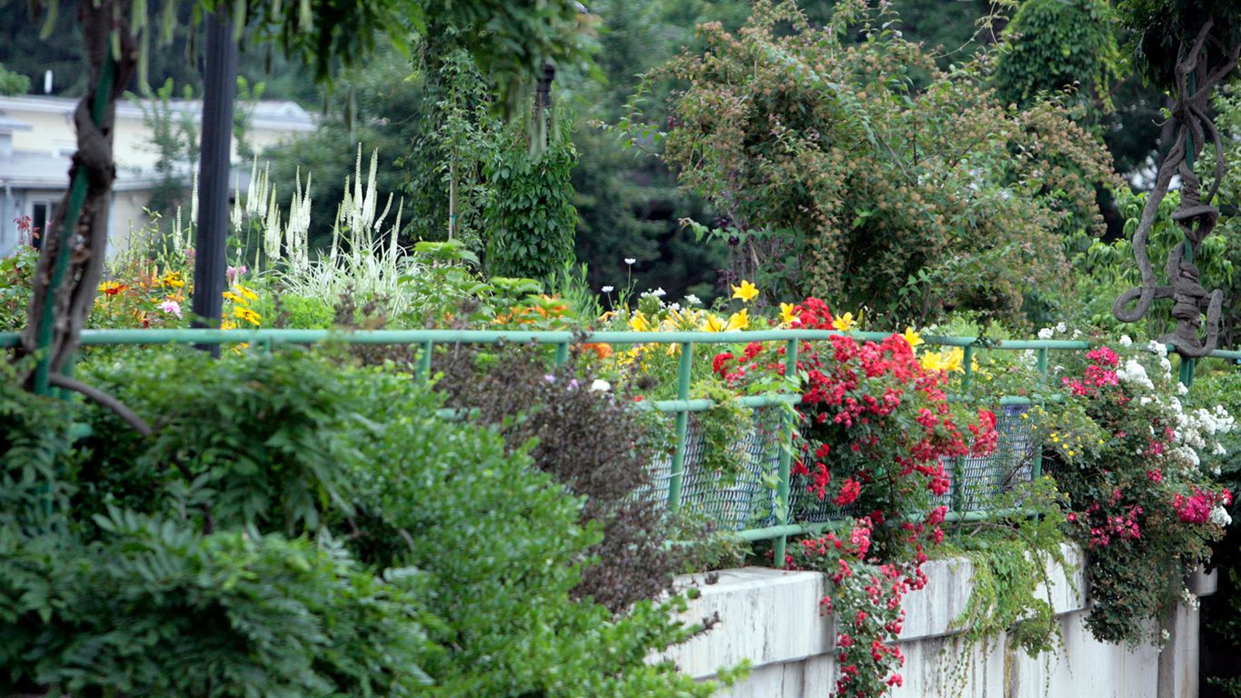 a garden with flowers