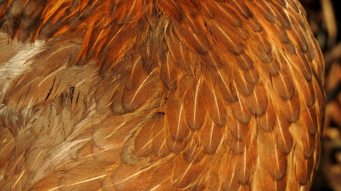 a close up of a brown and white chicken