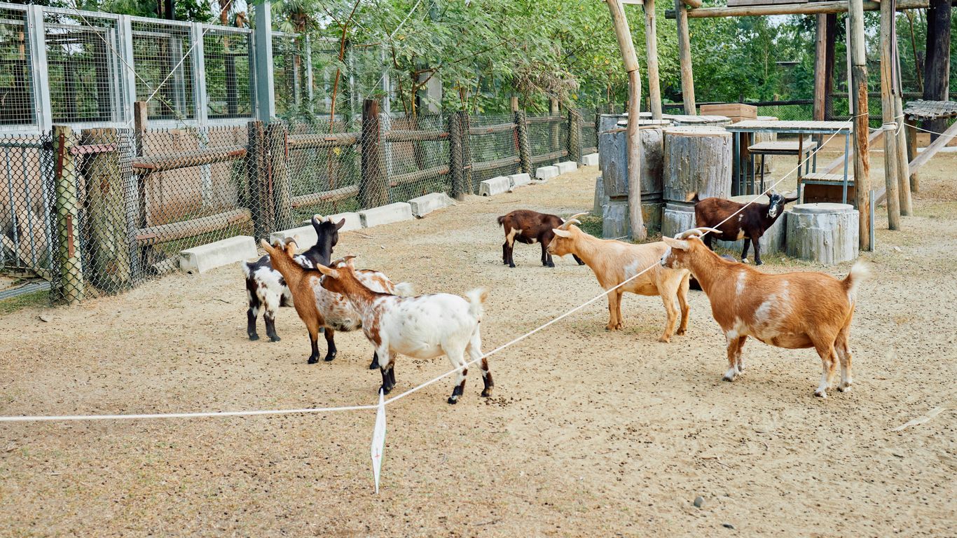 A group of goats standing in a pen outdoors enclosure.