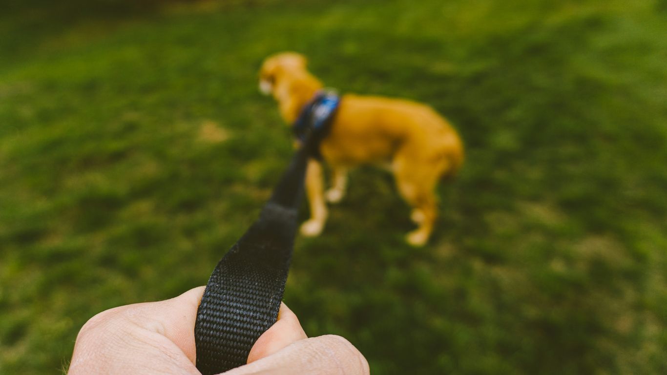 person holding black and brown dog