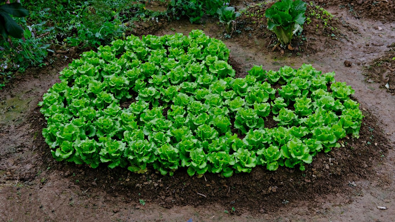 a patch of green plants growing in the dirt