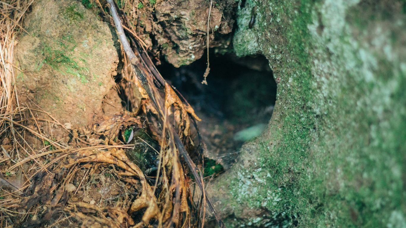 a small hole in the side of a mossy rock