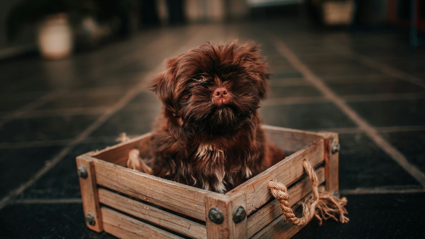 brown long coated small dog on brown wooden crate
