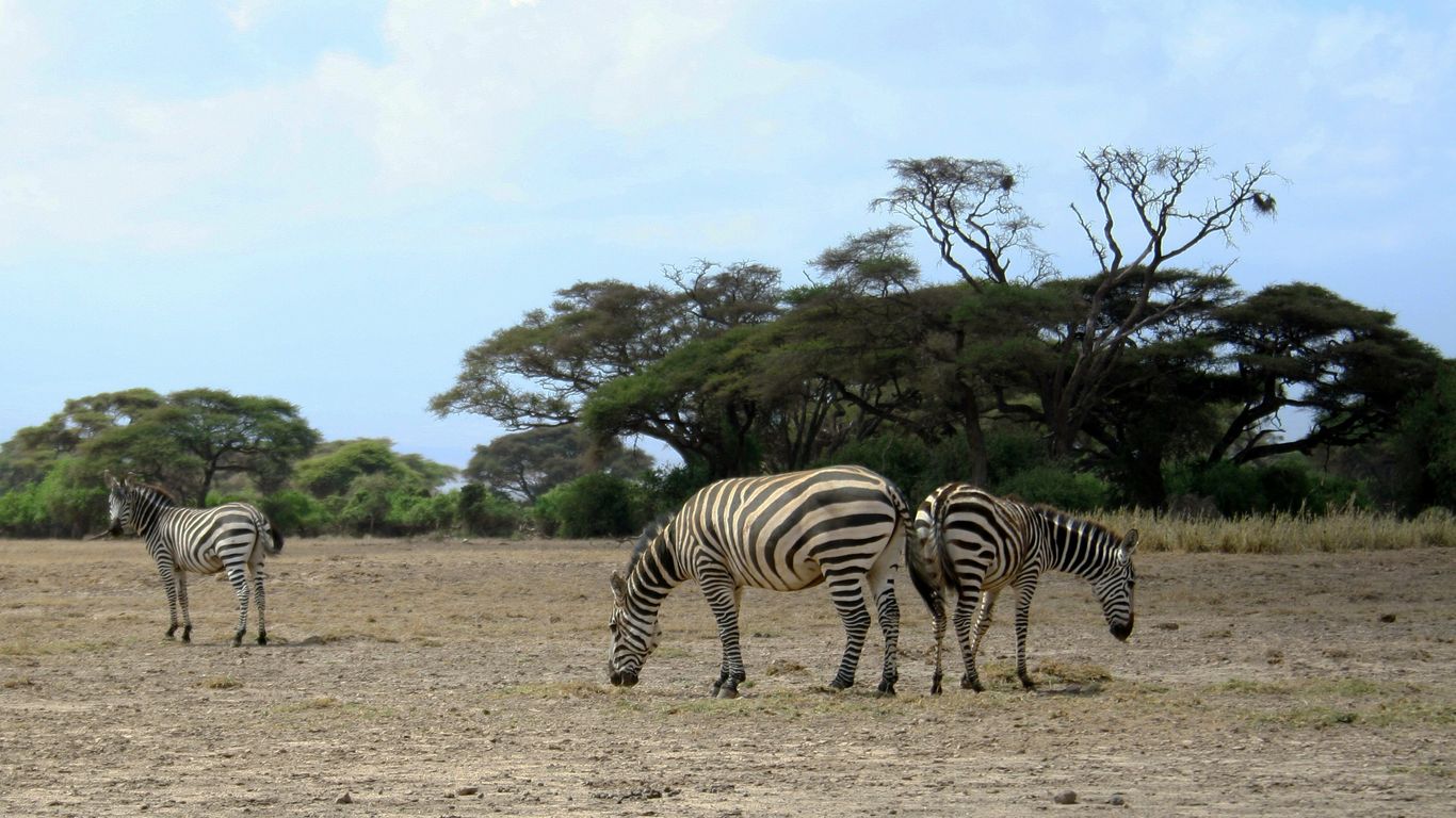 three zebras in a field during daytime