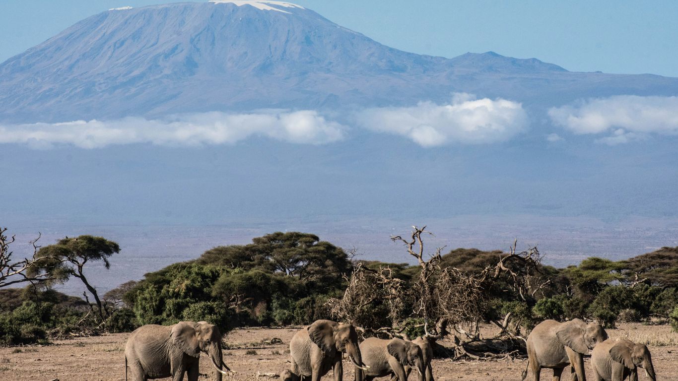 herd of elephant on brown field during daytime