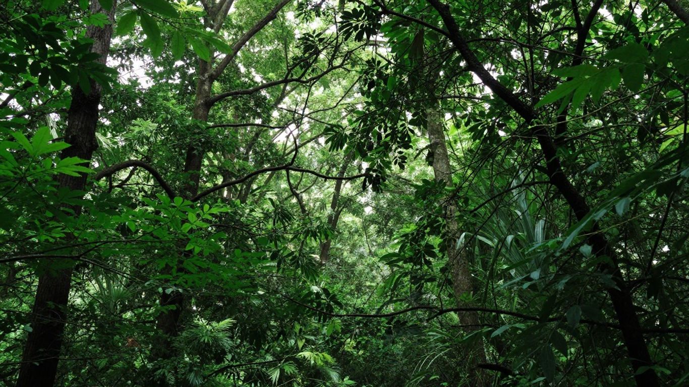 Forêt verte luxuriante avec lumière du soleil filtrant à travers les feuilles.